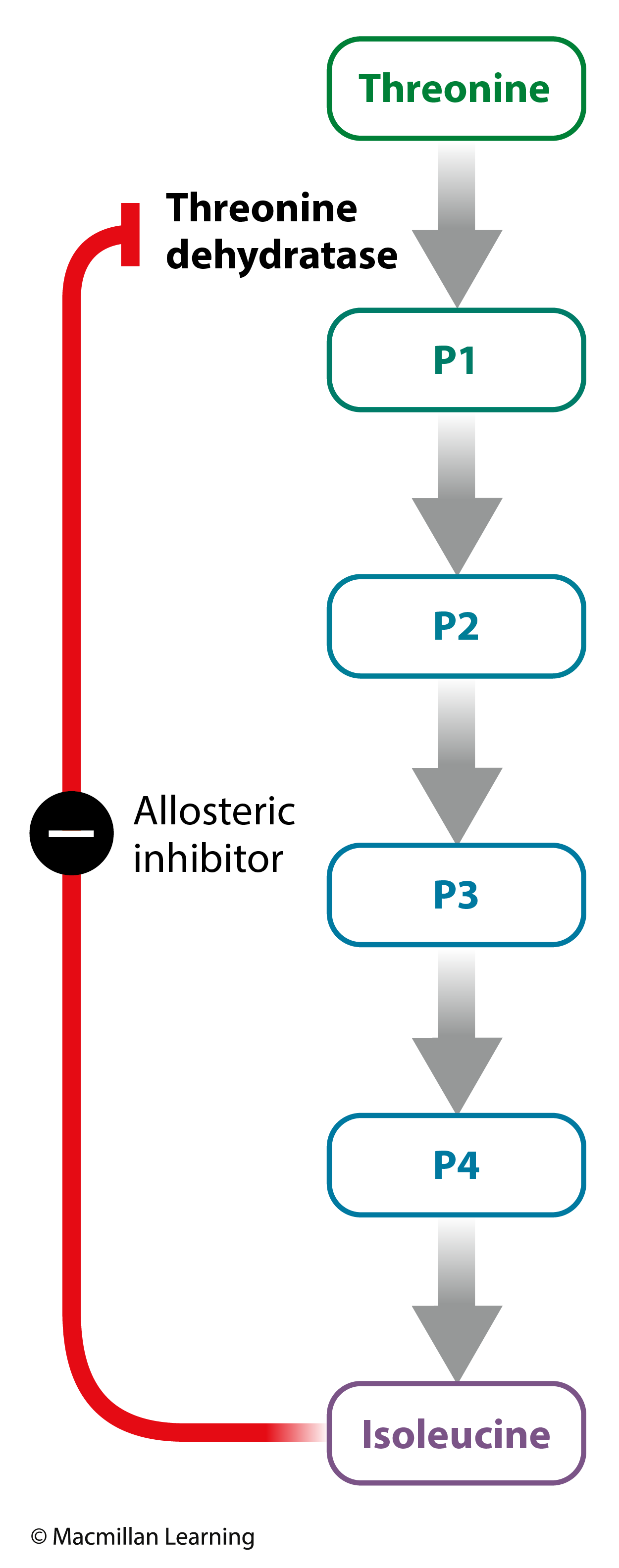 <p><span>In the pathway leading from threonine to isoleucine, one of the first enzymes in the pathway, threonine dehydratase, is _____ by an accumulation of isoleucine.</span></p>