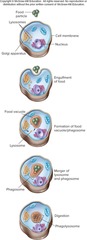 <p>Organelles that originate from the Golgi apparatus and contain enzymes for intracellular digestion and protection against microorganisms.</p>