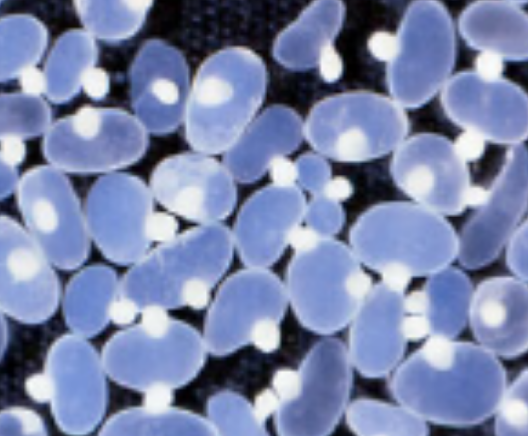 <p>Taenia crassiceps life cycle</p>