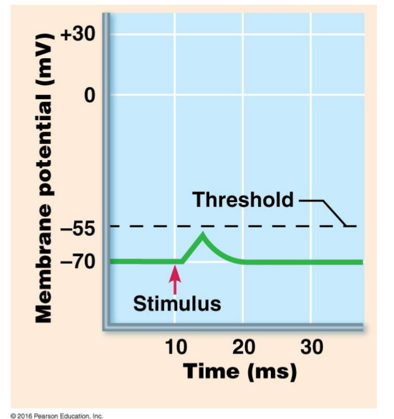 <ul><li><p>A positive voltage change causes the postsynaptic cell to be more likely to fire</p><ul><li><p>Result from Na<sup>+</sup> flowing into the cell</p></li></ul></li><li><p>Glutamate and aspartate are excitatory neurotransmitters</p></li><li><p>ACh and norepinephrine may excite or inhibit, depending on the cell</p></li></ul><p></p>