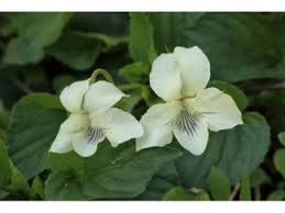 <p><strong>(<em>Viola striata</em>)</strong> – Slender woodland violet with pale cream to white flowers marked with purple veins; prefers moist, rich forests and floodplains. <strong>Autotroph; often mycorrhizal.</strong><br><strong>Uses:</strong> Edible leaves and flowers; ecological value as a native understory species.</p>