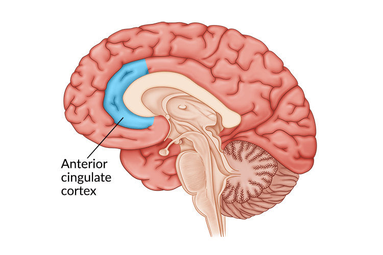 <p>Location: Folds of tissue on the inner surface of the cerebral hemisphere.</p><p>Function: Decision making, emotions, anticipation of reward and empathy.</p><p>Damage: Messes with how you process emotions.</p>