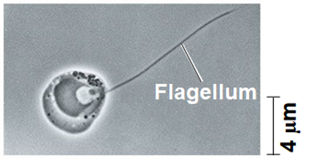 <p>Chytrids (phylum Chytridiomycota) </p>