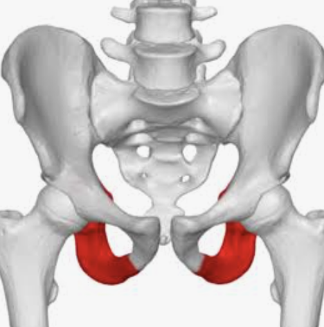 <p>Which bone is this?</p>
