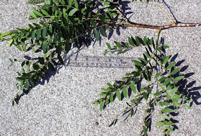 <p>common name</p>