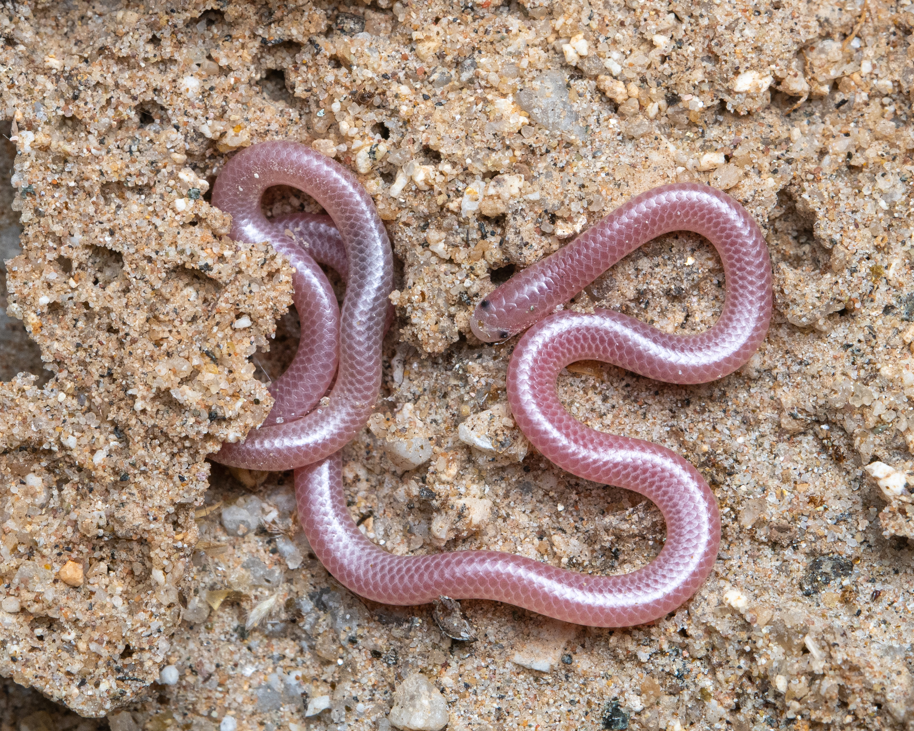 <p>Scolecophidia, Leptotyphlopidae<br>Threadsnakes<br>- cycloid scales<br>- short/blunt tail<br>- Tiny eyes<br>- 100+ species</p>