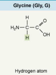 <p>Hydrogen atom</p>