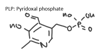<p>PLP dependent enzymes can be used for: decarboxylation of amino acids, transamination, racemisation (L→D amino acids). Uses PLP =cofactor that sites in active site for enzyme to function.</p>