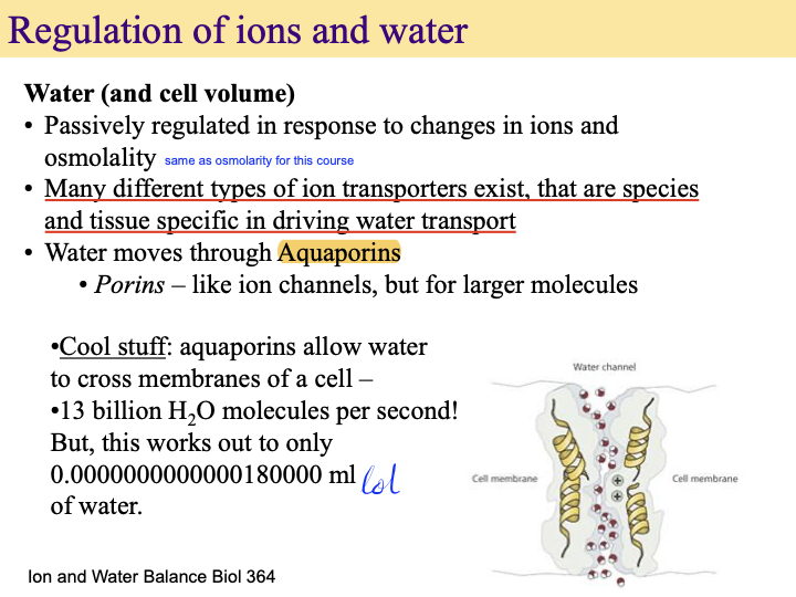 <ul><li><p>cells actively <strong>import</strong> ions</p></li><li><p>water follows ions passively</p></li><li><p>main: NKCC (Na K Cl cotransporter)</p></li><li><p>alternatives: Na+ channels, Cl- channels, Na+ H+ exchangers (note that exchanger is a subtype of transporter)</p></li></ul><p>note: different types of ion transporters exist that are species and tissue specific in driving water transport</p>
