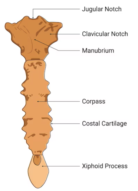 <p>ridge between two clavicles</p><p>above manubrium</p>