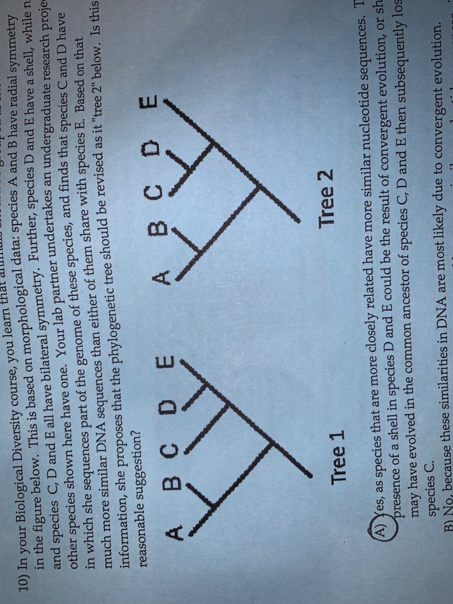 <p>A</p>