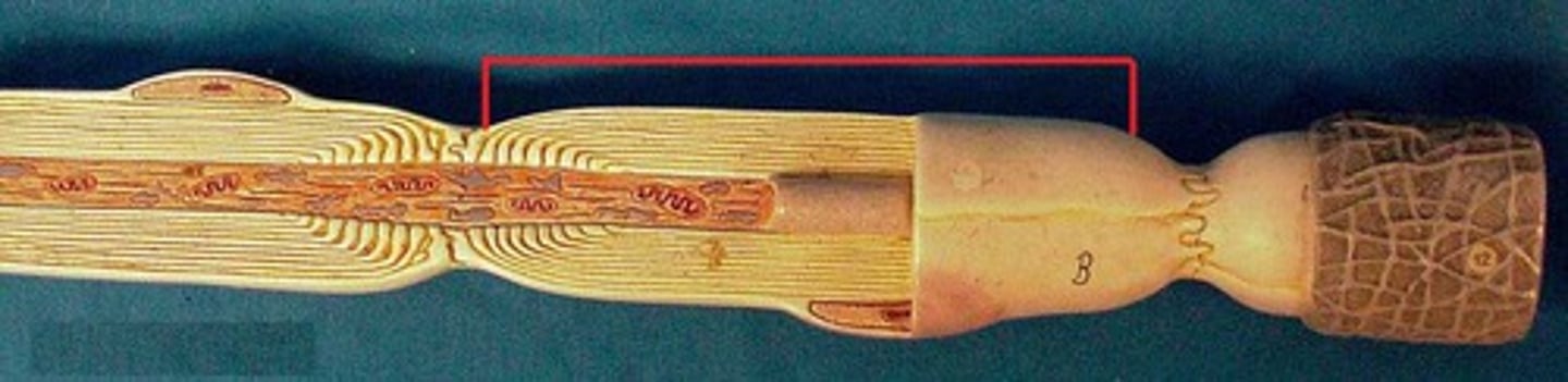 <p>type of cell?</p>