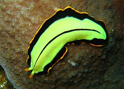 <p>free living flatworms </p>