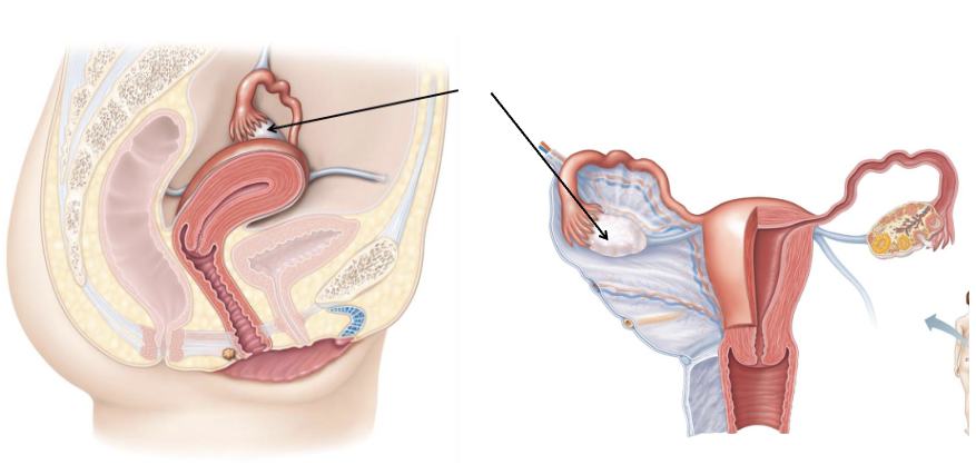 <p>What organ is this?</p>