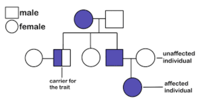 <p><span style="line-height: 1.5;">62. In the pedigree below, shaded symbols represent individuals with a genetic disorder. The disorder appears in every generation and affects both males and females equally. What is the most likely mode of inheritance? <br></span></p><p><span style="line-height: 1.5;">A. Autosomal dominant</span></p><p><span style="line-height: 1.5;">B. Autosomal recessive</span></p><p><span style="line-height: 1.5;">C. X-linked recessive</span></p><p><span style="line-height: 1.5;">D. X-linked dominant</span></p>