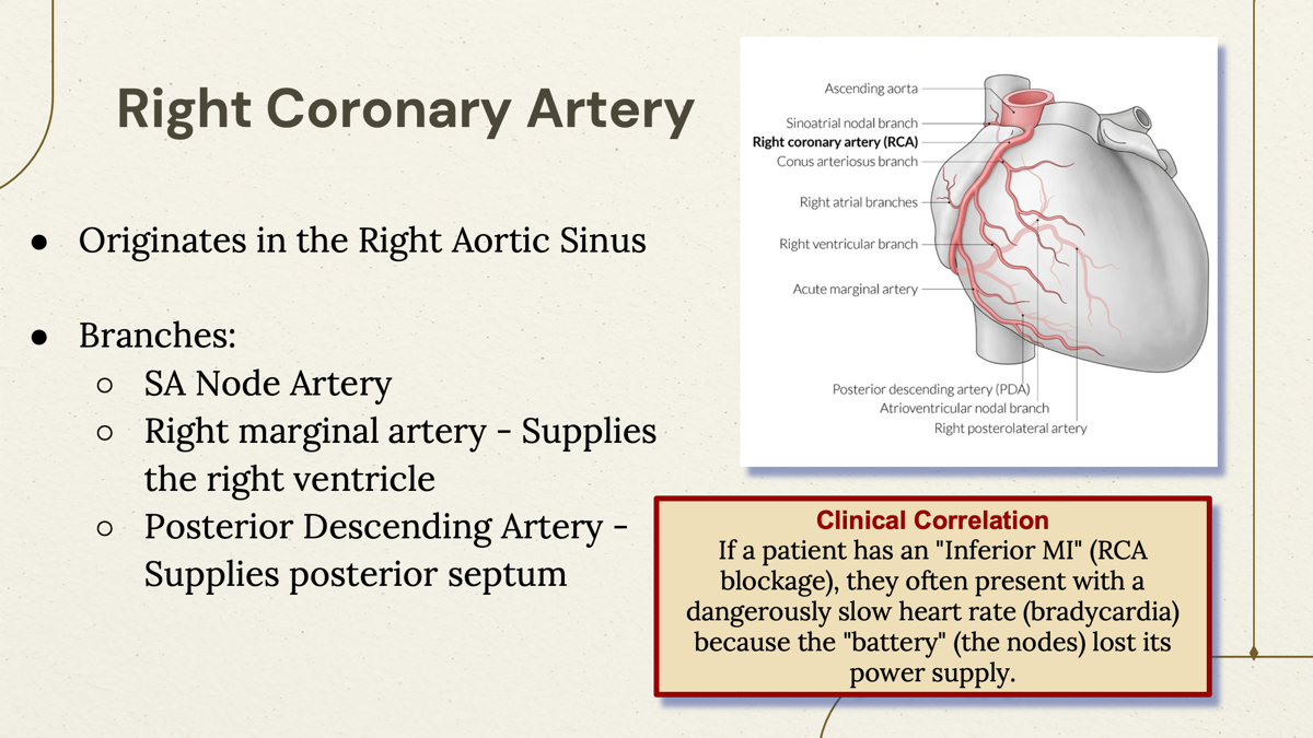 <p>1. <strong>SA Nodal Artery</strong></p><p><span data-name="anatomical_heart" data-type="emoji">🫀</span> Supplies the <strong>SA nod</strong></p><p></p><ol start="2"><li><p><strong>Right Marginal Artery</strong></p></li></ol><p><span data-name="anatomical_heart" data-type="emoji">🫀</span> Supplies the <strong>right ventricle</strong></p><p></p><p>3. <strong>Posterior Descending Artery (PDA)</strong></p><p>Also called:</p><ul><li><p>Posterior interventricular artery</p></li></ul><p><span data-name="anatomical_heart" data-type="emoji">🫀</span> Supplies:</p><ul><li><p>Inferior wall of the heart</p></li><li><p>Posterior 1/3 of interventricular septum</p></li></ul><p></p><p></p><p></p>