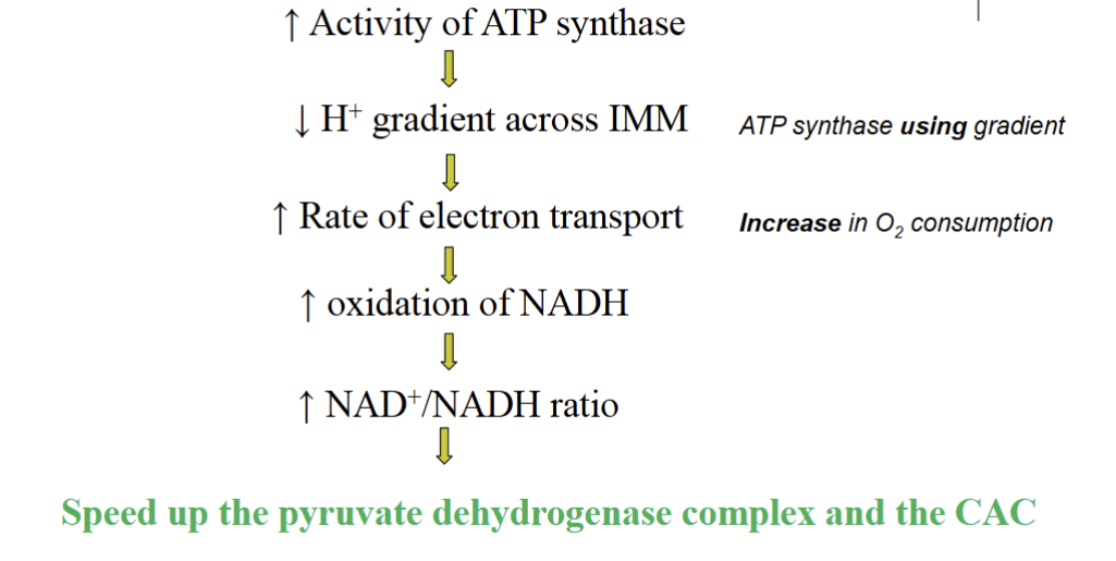 <ol><li><p>It means that ATP is being consumed - being broken down into ATP</p></li><li><p>This increases the activity of the ATP synthase activity</p></li><li><p>With the ATP synthase being active the proton concentration outside the cell decrease</p></li><li><p>The decrease in the proton gradient speeds up the ETC and O2 consumption </p></li><li><p>The increase in the ETC cause an increase of the NADH being re oxidized: more NAD+ less NADH</p></li><li><p>The increase ratio of NAD+/NADH causes an activation of PDH (and other enzymes</p></li><li><p>PDH cause pyruvate to be converted to Acetyl CoA</p></li><li><p>Acetyl CoA enters the CAC</p></li></ol><p></p>