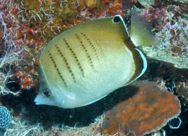 <p>FISHES (Class Actinopterygii) Western Butterflyfish<em> </em></p>
