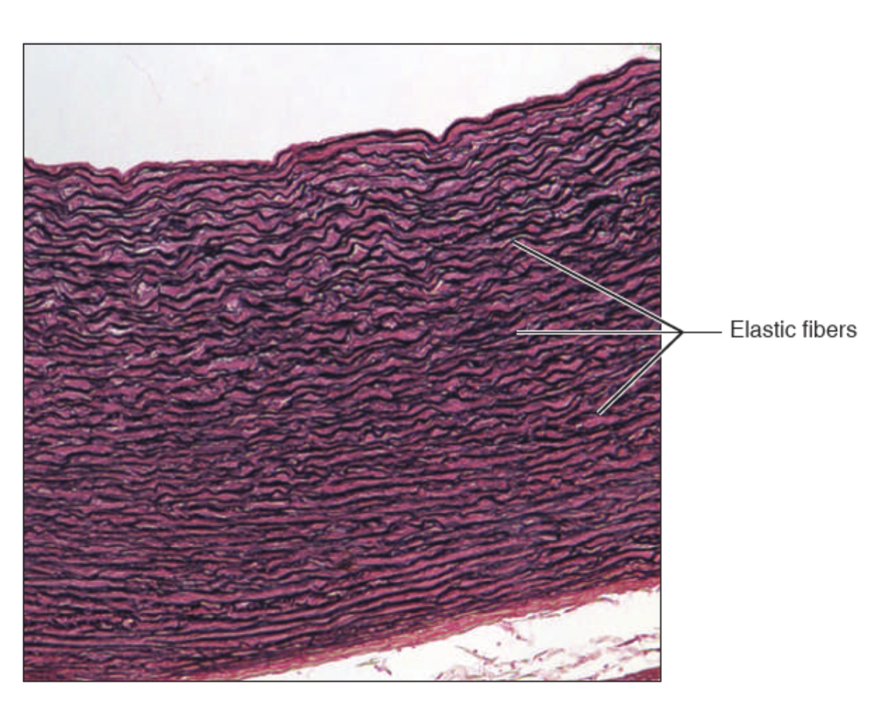 <p>What tissue is this?</p>