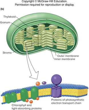 <p>membrane bound cytoplasmic organelles in plants</p><ul><li><p>internal structures called thylakoids contain chlorophyll</p></li><li><p>captures solar energy and store it in chemical bonds of carbohydrates</p></li></ul><p></p>