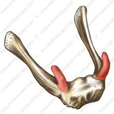 <p>what is this? R/L</p>