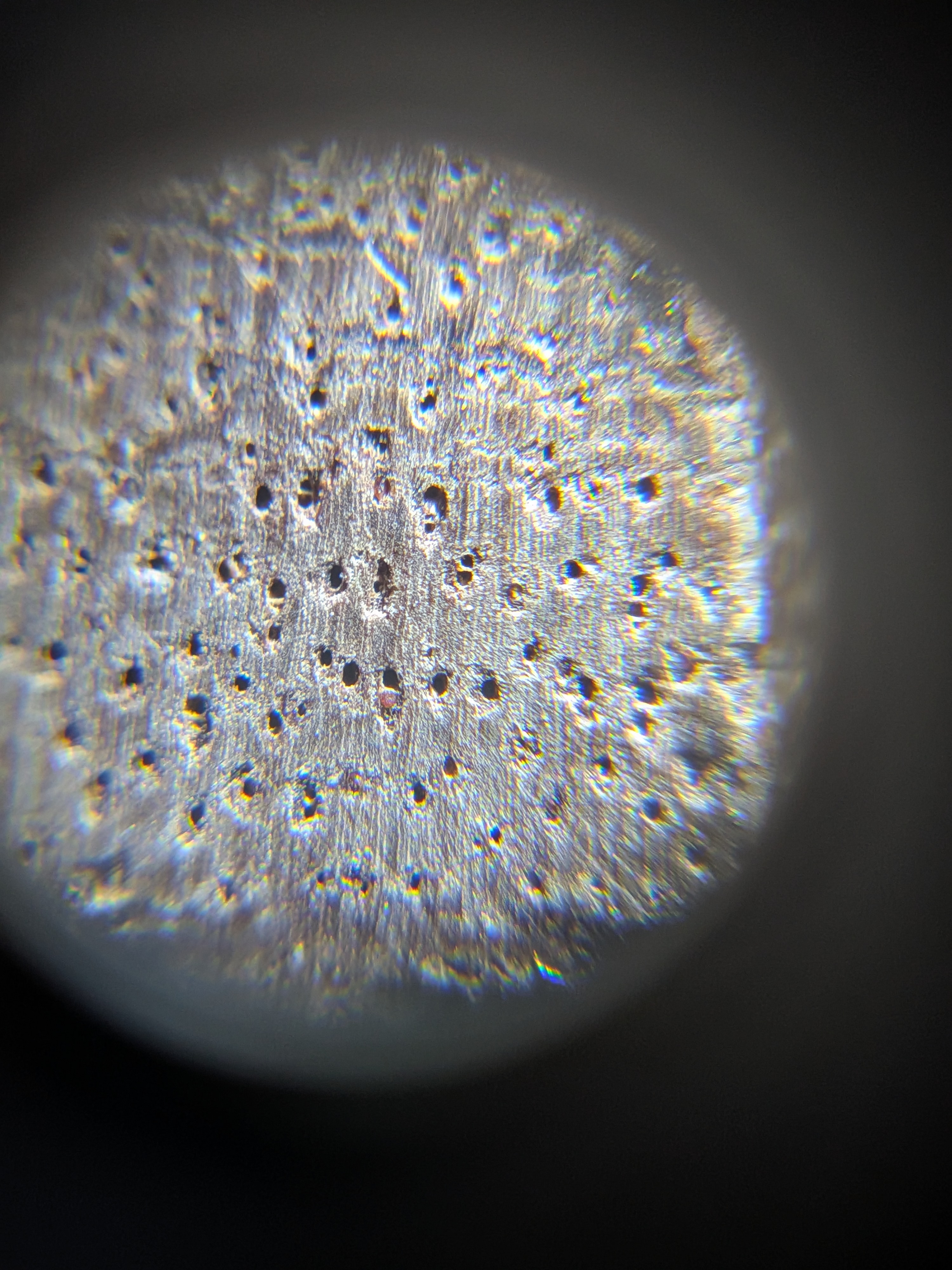 <p>Wood whitish brown in color , parenchyma</p>