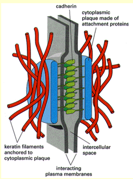 <p>Interlinker proteins are attaches to thickenings (thick parts) in the plasma membrane called <strong><u>plaques</u></strong> (like ropes attached to the cell)</p>