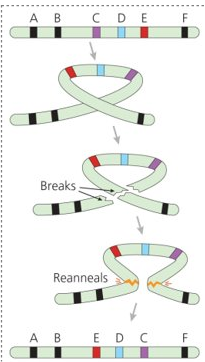 <p>A type of chromosomal mutation and is often the resulted from radiation breaking the 2 double-strand in a chromosome and a chromosome segment can detach, flip, and reanneal in its original location. Affects linkage (tendency for alleles of diff genes to assort together at meiosis) &amp; gene order.</p><ul><li><p>suppresses recombo and maintains combo of alleles across nearby loci and thus affects NS</p></li></ul><p></p>