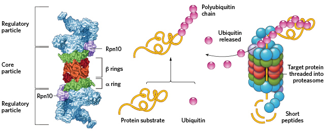 <p>1) The damaged or now useless proteins are identified and tagged with a small protein called ubiquitin. </p><p>2) Proteasomes recognise ubiquitin and unfold the protein and feed the protein into its core</p><p>3) In the core the multiple protease enzymes can break the protein down into smaller chains of amino acids. </p><p>4) The smaller chains exit into the cytoplasm and are broken down further there into individual amino acids. </p>
