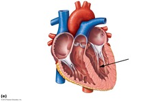 <p>only found on the AV valves; contact during heart contraction to AV valves from opening</p>