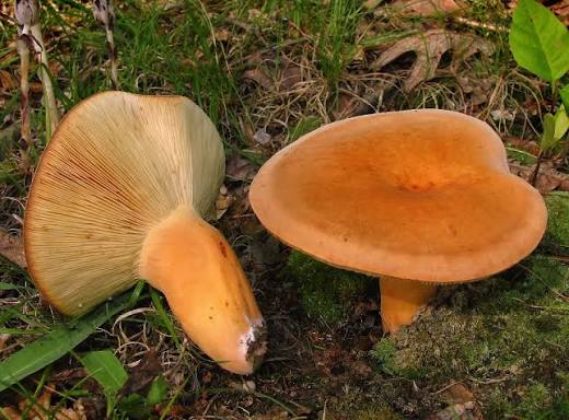 <p>Spore print?</p>