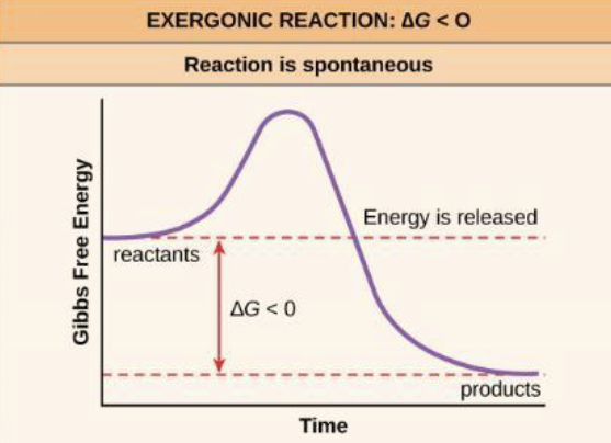 <ul><li><p>energy is released</p><ul><li><p>ΔG < 0</p></li></ul></li><li><p>spontaneous → occur without added energy</p></li><li><p>products < reactants (free energy)</p></li><li><p>water is on reactant  </p></li></ul><p></p>