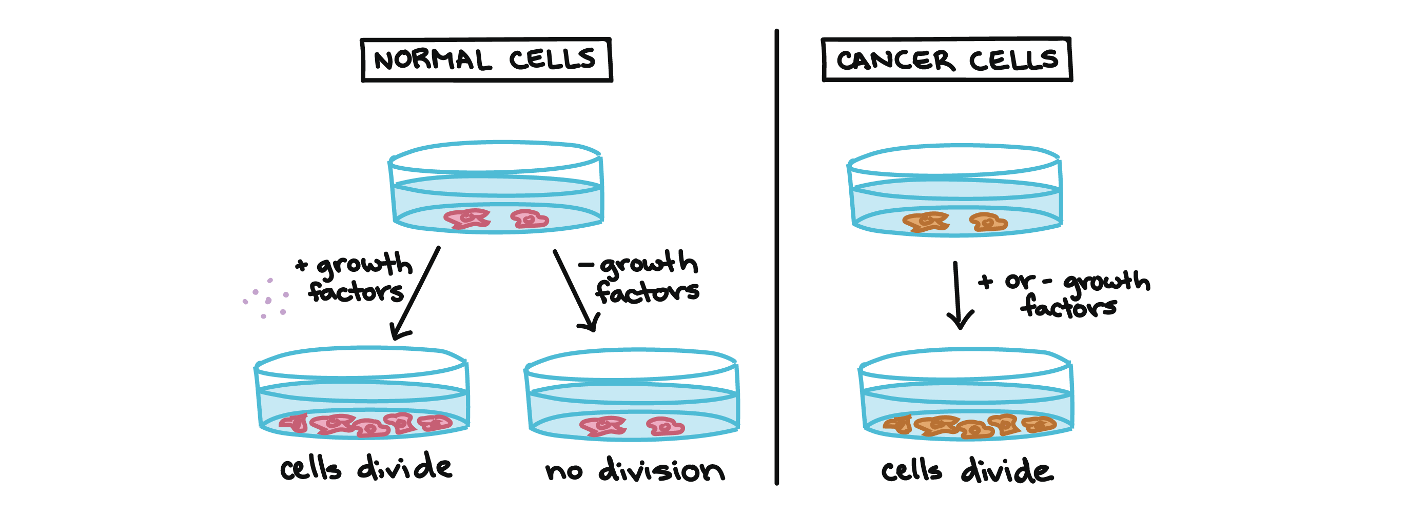 <p>The gene produces a non-functional protein, leading to uncontrolled cell growth and division.</p>