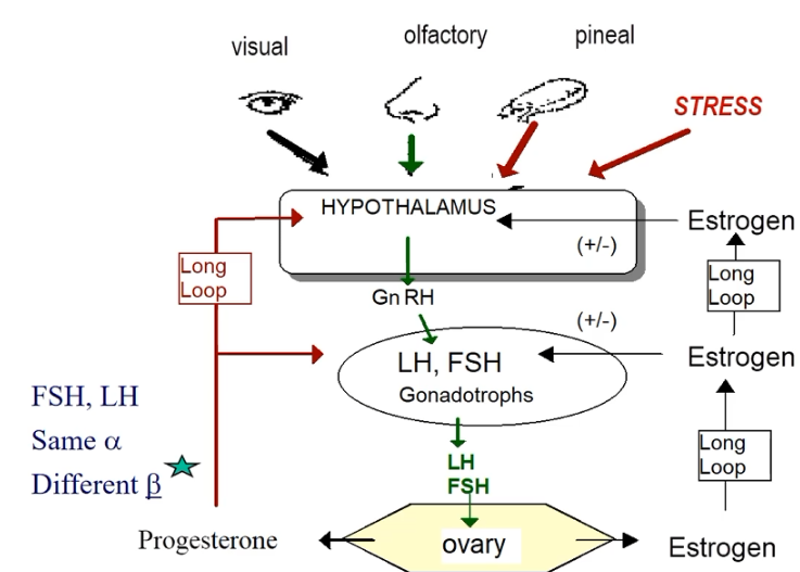 <p>GnRH release from hypothalamus results is LH and FSH release from anterior pituitary (same as in males). LH and FSH causes release of estrogen and progesterone from ovarian follicles. Estrogen can have both a negative and positive feedback effect on the release of GnRH or LH and FSH. Estrogen has a positive feedback effect during a critical time in the ovarian cycle which drives the LH surge. Once ovulation has occurred, the remnants of the ovarian follicle will produce progesterone instead of estrogen. Progesterone has a negative feedback effect on both GnRH and LH+FSH.</p>