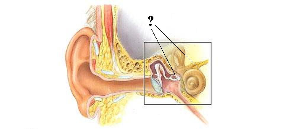 <p>Identify the indicated region of the ear</p>