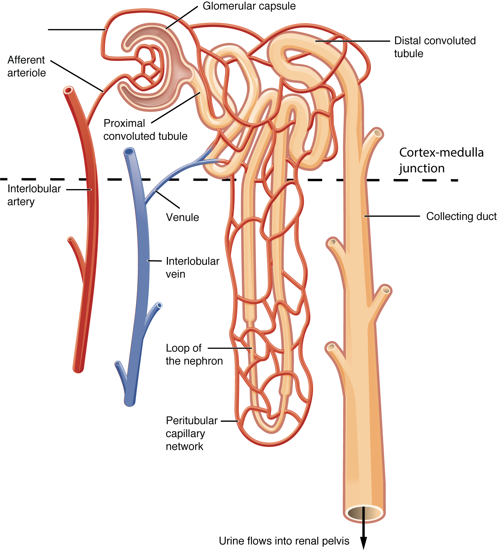 <p>a. glomerulus</p><p></p>