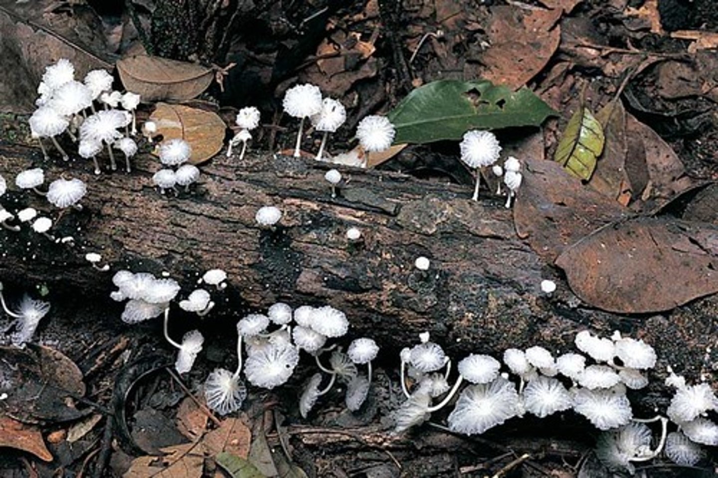 <p>non-photosynthetic bacteria and fungi that extract energy from dead matter, including animal wastes in the soil, and make nutrients available</p>