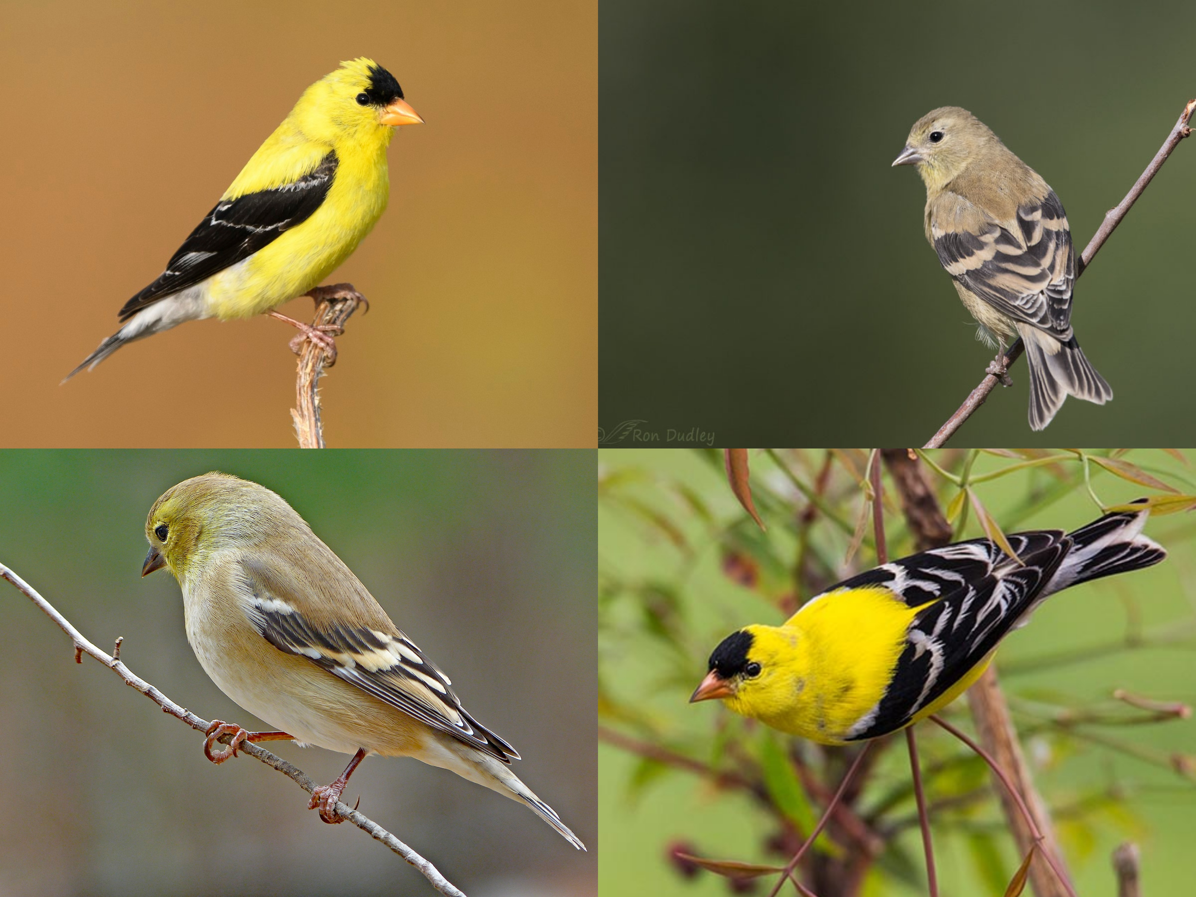 <p>Order: Passeriformes</p><p>Family: Fringillidae</p><p>CN: American Goldfinch</p><p>Alpha Code: AGOL</p>