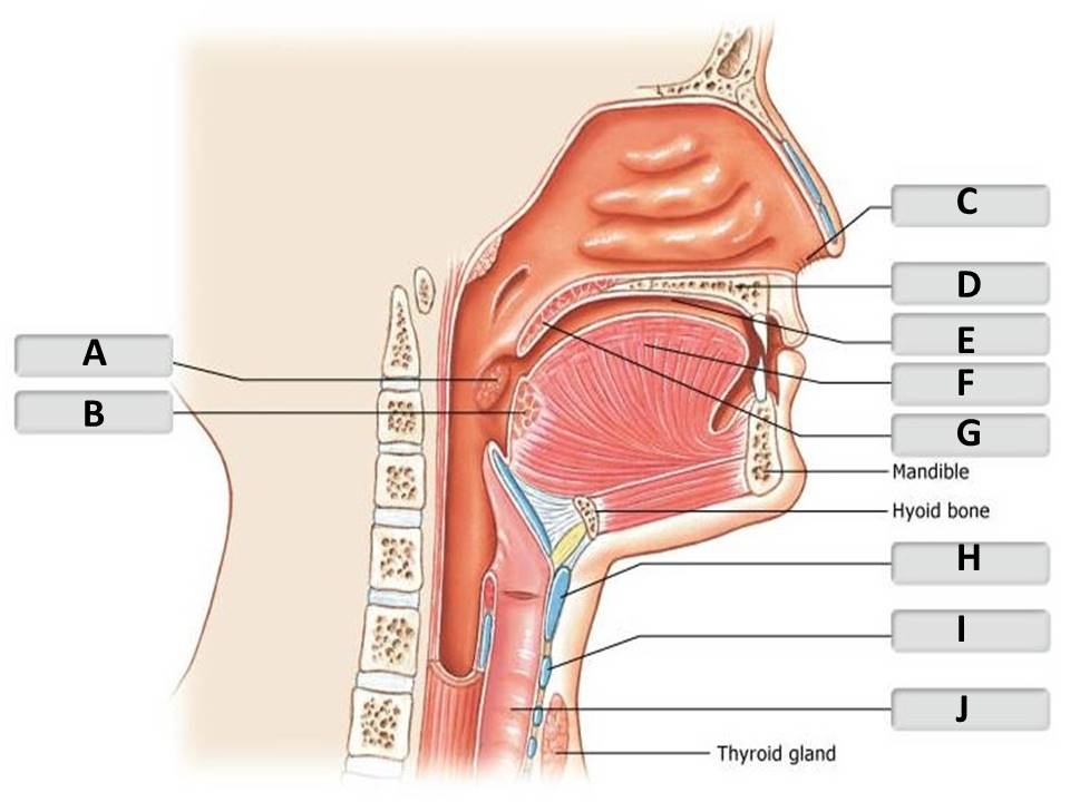 <p><span>Identify the nasal cavity/pharynx structure labeled "A".</span></p><p> </p><p>submandibular tonsil</p><p> </p><p>lingual tonsil</p><p> </p><p>palatine tonsil</p><p> </p><p>epiglottis</p>