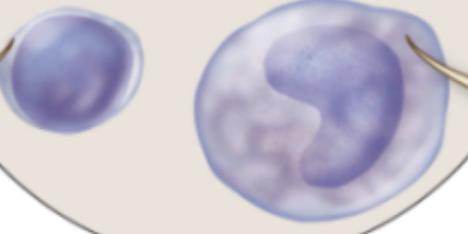 <p><span>Type of leukocyte</span></p>