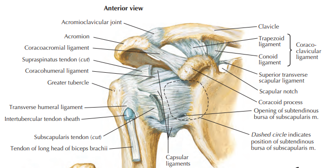 <p>Medial - margin of glenoid cavity</p><p>Lateral - anatomical neck of humerus</p><p>Superiorly - coracoid process</p>