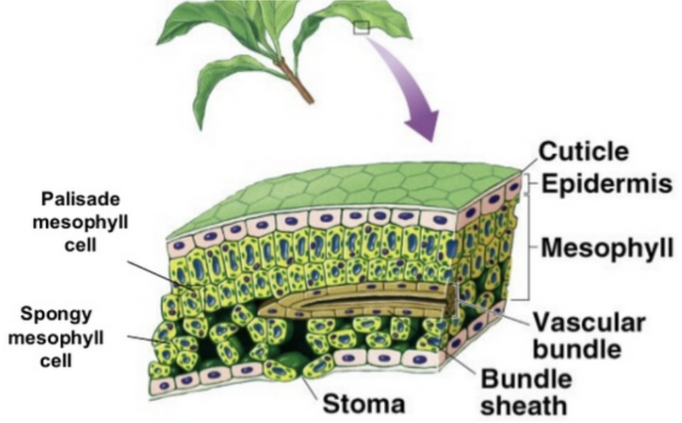 <p><span style="background-color: transparent;"><strong>Leaf Structure</strong></span></p><ul><li><p><span style="background-color: transparent;">In plants, photosynthesis occurs in the <strong>mesophyll</strong> cells of the leaves.&nbsp;</span></p><ul><li><p>Mesophyll cells contain many chloroplasts<span style="background-color: transparent;">.</span></p></li></ul></li><li><p><span style="background-color: transparent;"><strong>Cuticle</strong> - provides leafs protective barrier</span></p></li><li><p><span style="background-color: transparent;"><strong>Stomata/stoma</strong> - allow oxygen, carbon dioxide, and water to pass in/out of the leaf, and prevent water loss</span></p></li></ul><p></p>