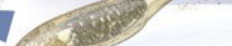 <p>class (tube like thats in raw fish)</p>