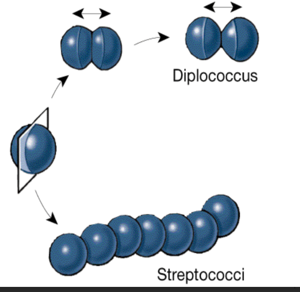 <p>Cocci that live as…</p><ul><li><p>Separate cells = Monococci</p></li><li><p>In Pairs = Diplococci</p></li><li><p>Linear Chains = Streptococci</p></li><li><p>Grapelike clusters = Staphylococci</p></li></ul><p></p>