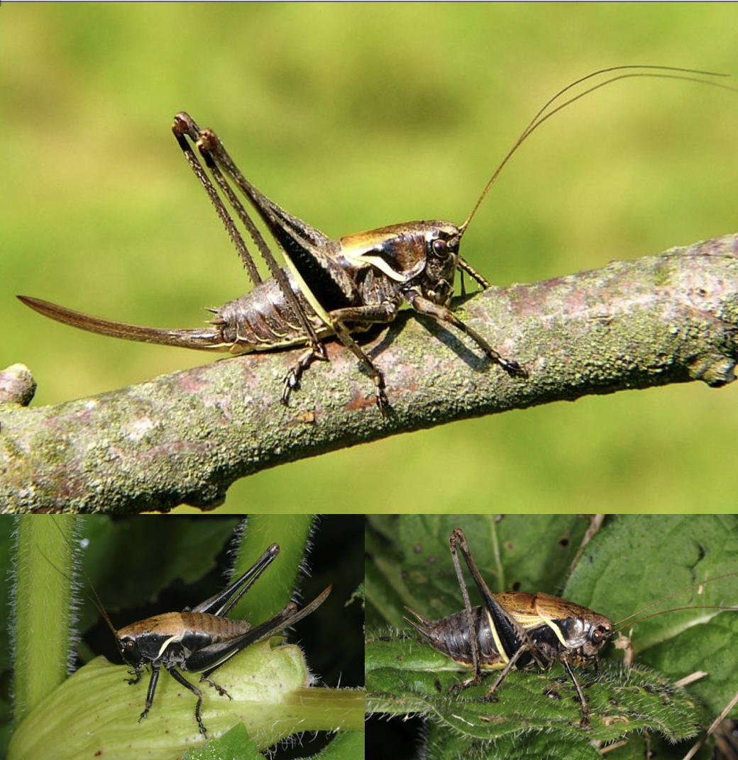 <p>Latin, magyar, védett?, hang</p>