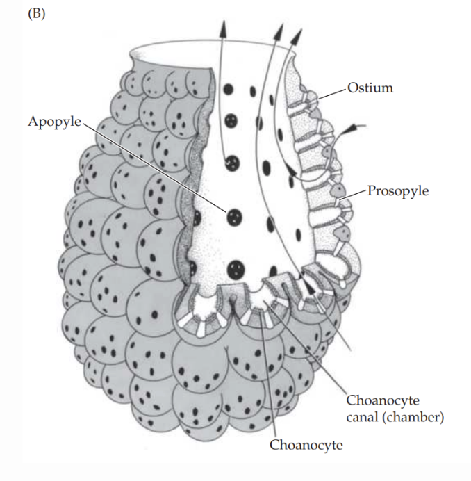 Syconoid sponge