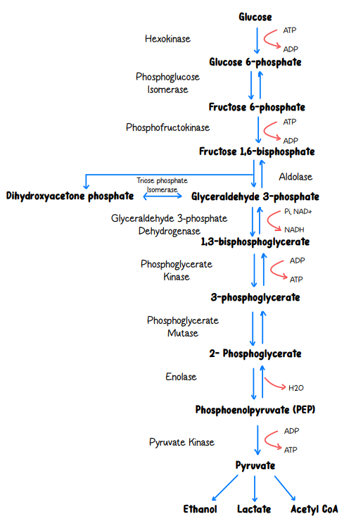 <p><span style="background-color: transparent;"><strong>• Net:</strong> 1 Glucose + 2 ADP + 2 Pi + 2 NAD⁺ → 2 Pyruvate + 2 ATP + 2 NADH + 2 H⁺ + 2 H₂O</span></p><p><span style="background-color: transparent;">• Occurs in the cytoplasm</span></p>