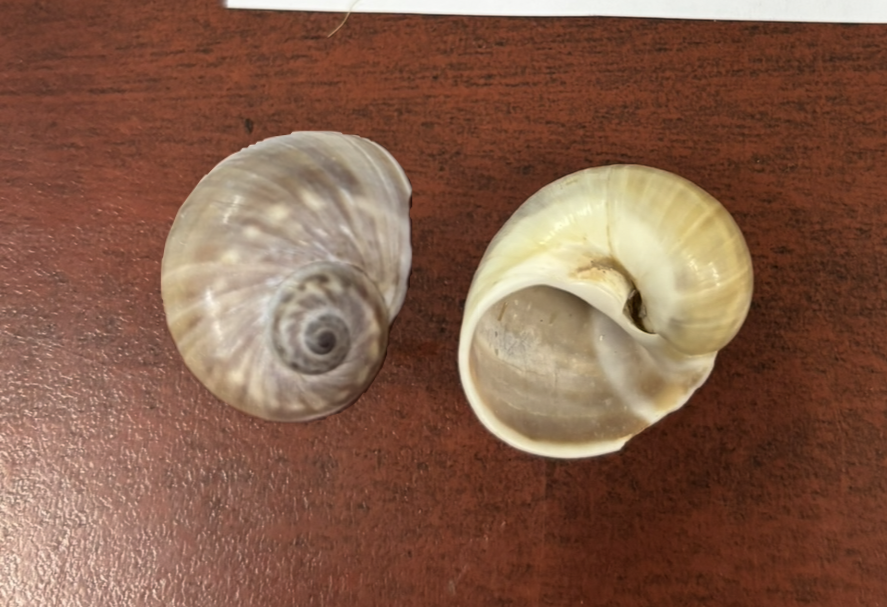 <p><strong>FILO<br>CLASE</strong><br><strong>SUBCLASE</strong><br><strong>ORDEN</strong><br><strong>FAMILIA</strong><br><strong>GÉNERO</strong><br><strong>NOMBRE COMÚN<br>CARACTERÍSTICAS</strong><br><strong>RÁDULA<br>ALIMENTACIÓN <br>HÁBITAT</strong></p>