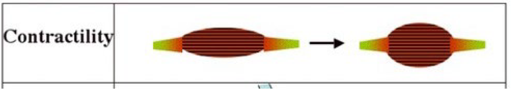 <p>Ability of a muscle to shorten (contract) when stimulated</p>