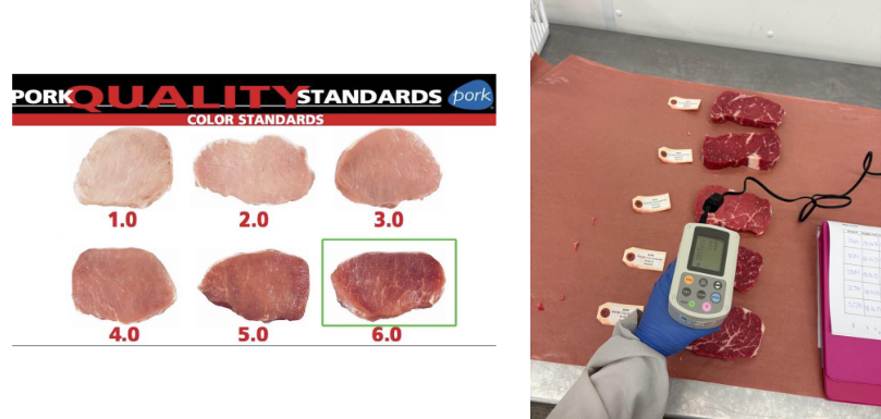 <p>Factors of meat colour evaluation</p>